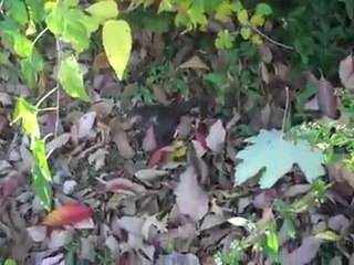 Great rocks to use in a planted tank.