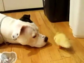 Les meilleurs amis du monde 2