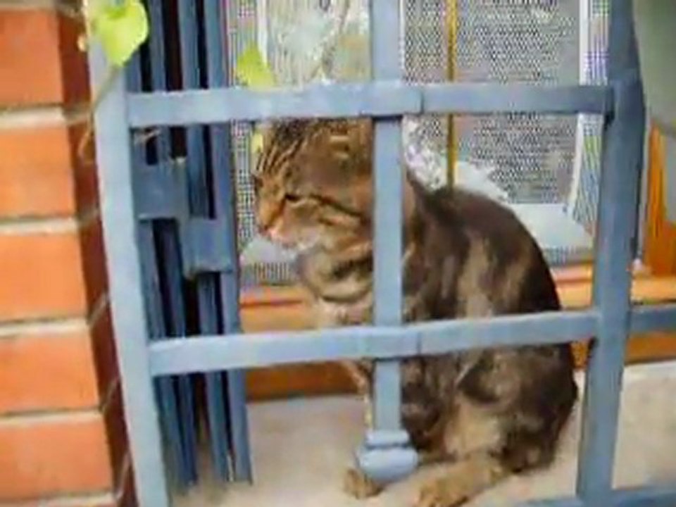 misti mon chats