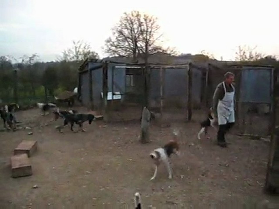 Les chiens dans leur chenil, avant une sortie de chasse à courre au lièvre