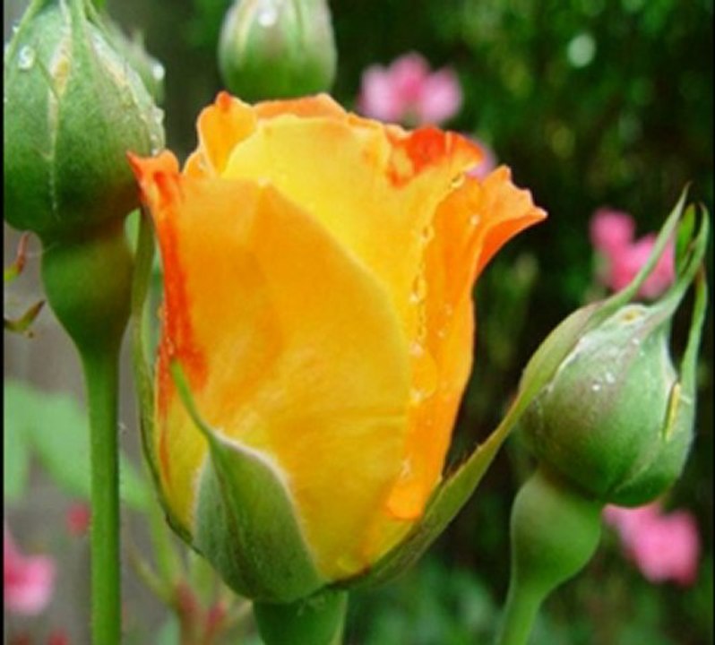 Ümran - Bir Kızıl Gonca