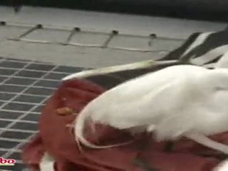 28-11-2011 : Drôle d'oiseau à bord de Sodebo