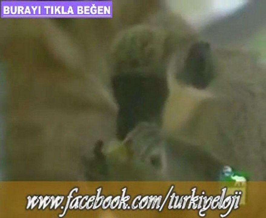 İçki Hırsızı Maymunlar Sarhoş Oluyor xD xD