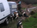 La montée des chiens en camionnette (Equipage de Lièvre)