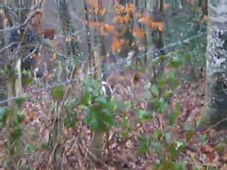 La rentrée au bois : le passage du barbelé (Equipage de Lièvre)