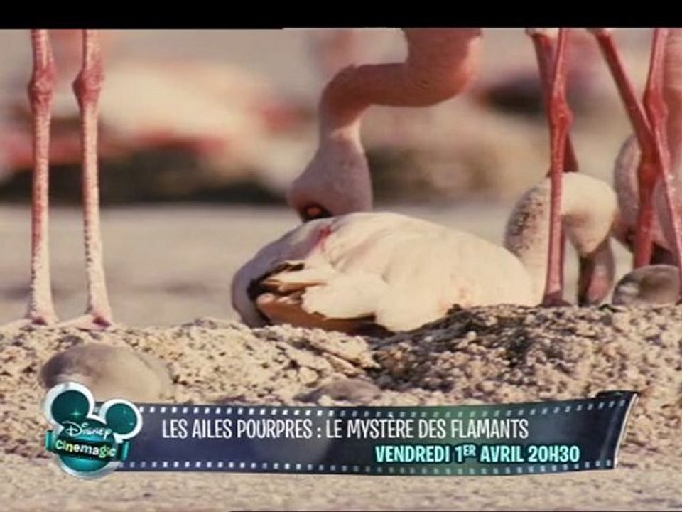 Les Ailes Pourpres sur Disney Cinemagic le 1er avril