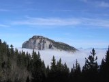 L'année internationale des forêts et ses enjeux