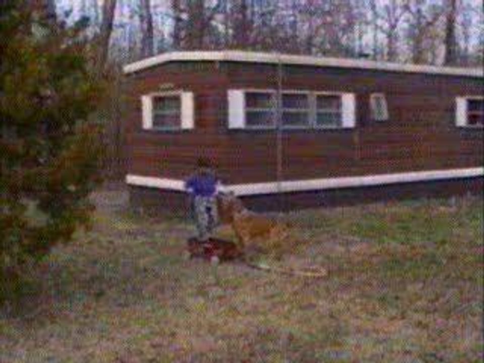 Compile de gags faits par des chiens