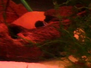 Apistogramma macmasteri sauvage