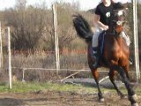 seance 26/03 changement de pied au galop / depart du reculer video 1