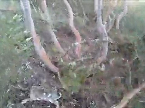 TAVŞAN TUTAN KOPOYLAR İLE TAVŞAN AVI