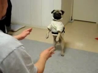 Carlino cintura nera di judo