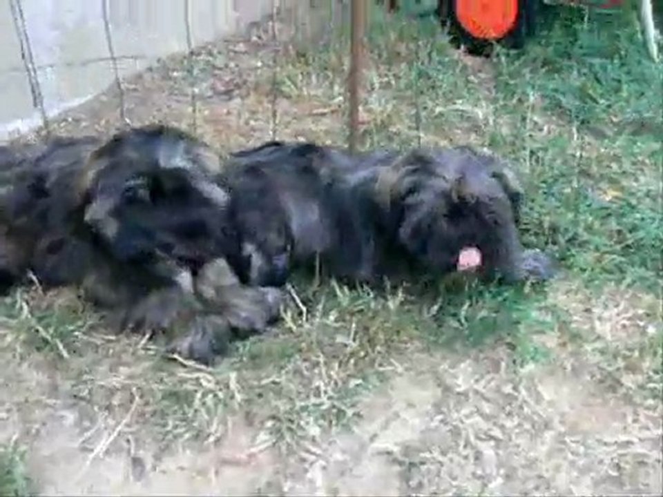 montage arche de pollux