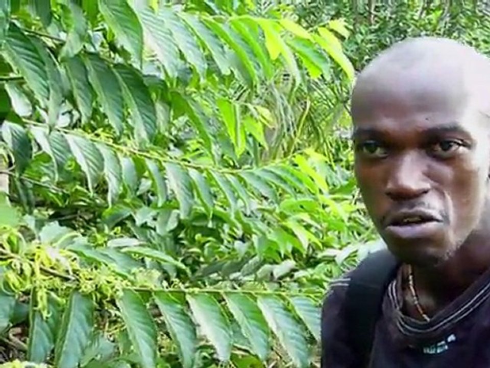 Sauvegarder l'ylang-ylang, la "fleur des fleurs" à Mayotte