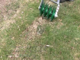 Winter lawn damage brought on by excessive snowfall