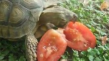 la tortuga comiendo tomates
