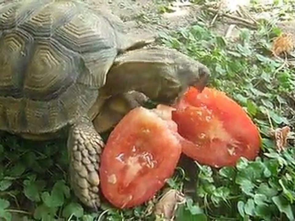 la tortuga comiendo tomates