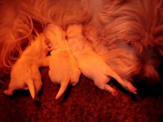 chiots Voltaire - Double V- 2011 001