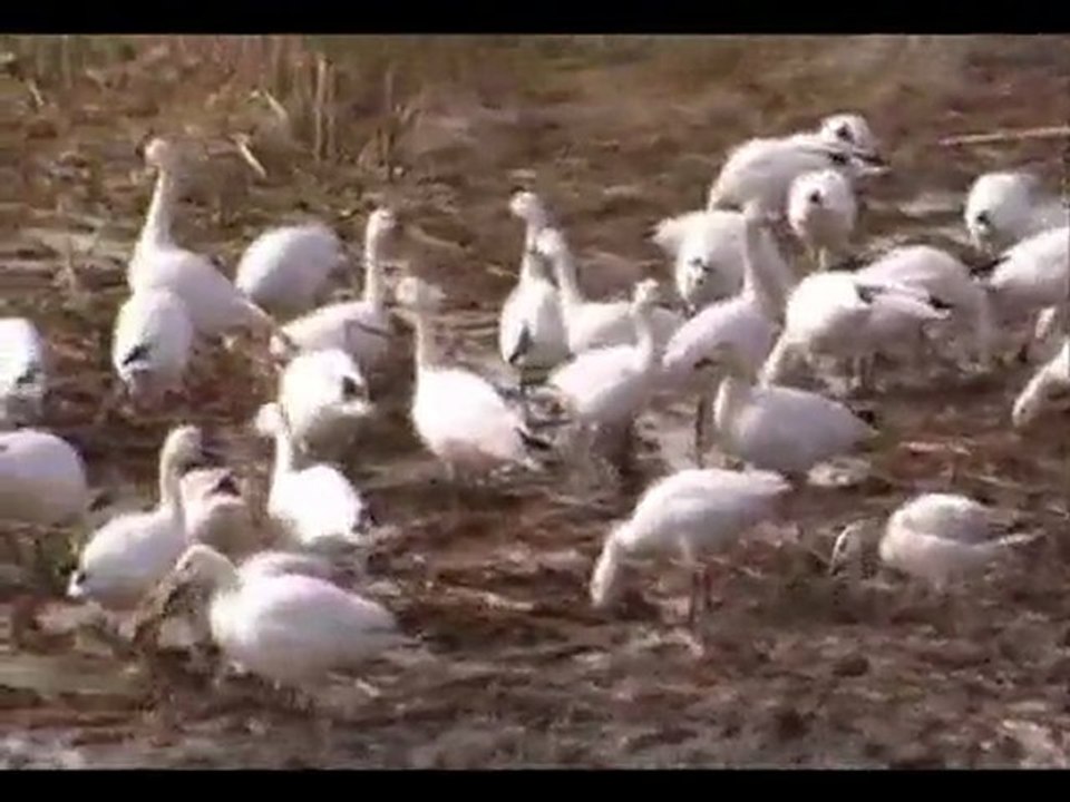 migration des oies des neiges  filmé le  3 avril 2011
