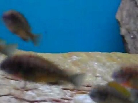 tropheus moori ilangi yellow