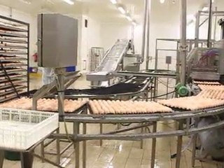 Couvoir Perrot : 1,5 million de poussins naissent chaque semaine