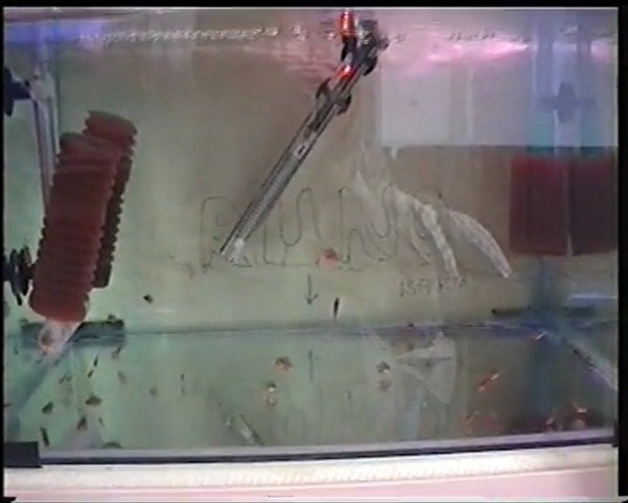 ALTUM FLORA YAVRULAR ARTIK BAĞIMSIZ