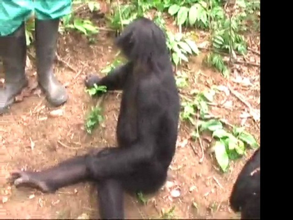 Des bonobos à Science et Vie Junior - Episode 4