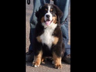 framboise des nuits celtiques