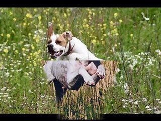 konfederasyon kupası avyaban.com