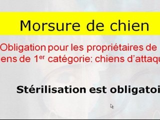 morsure de chien: attitude a avoir en tant que proprietaire du chien mordeur