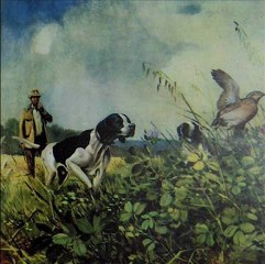 bıldırcın sesi avyaban.com