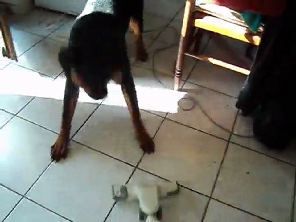 felina n'aime pas du tout l'aspirateur !! 001