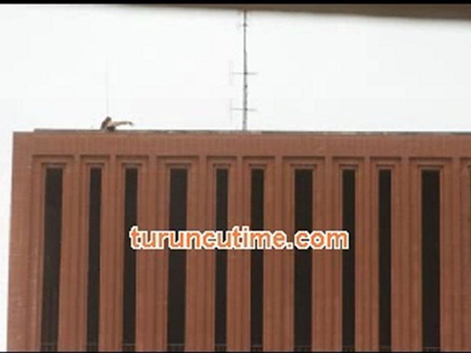 turuncu
