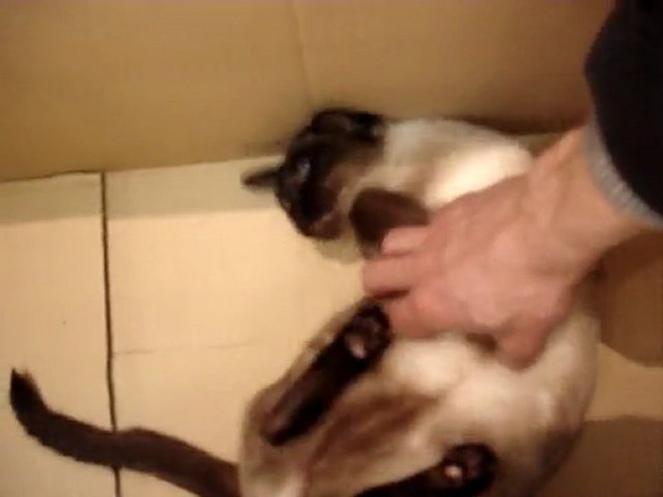 TIHI DANS LE CARTON CALIN