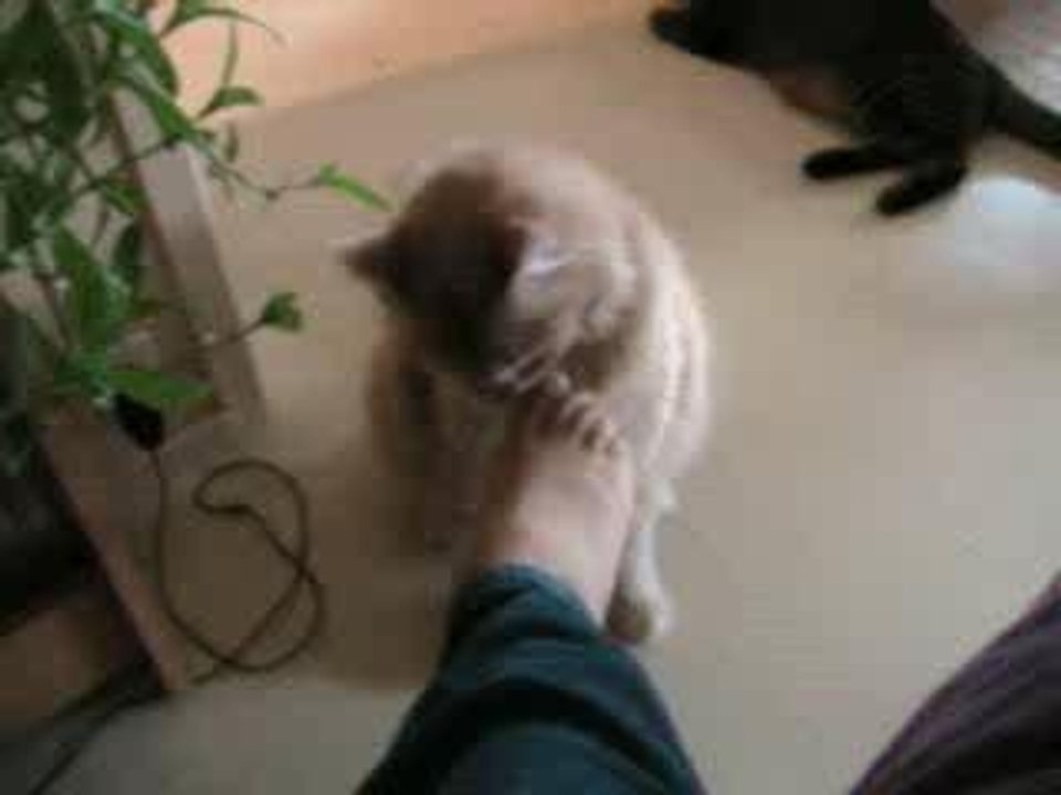 j'aime les pieds