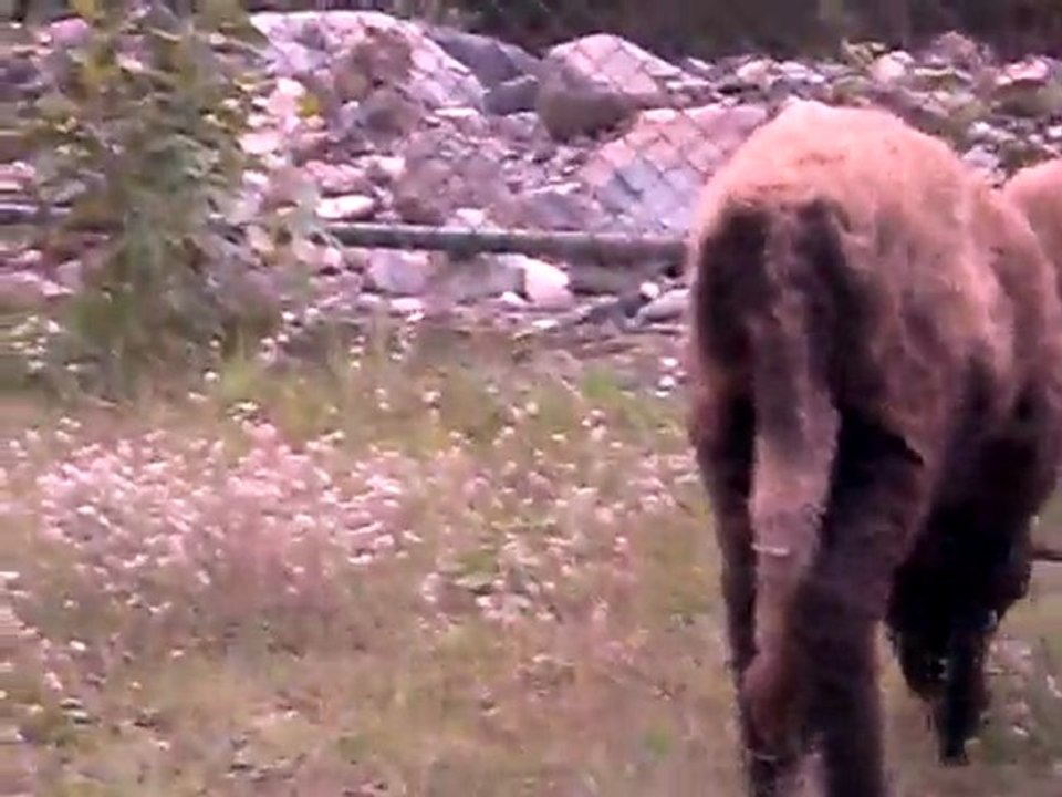 kaynar mahallesi  kuzular 2