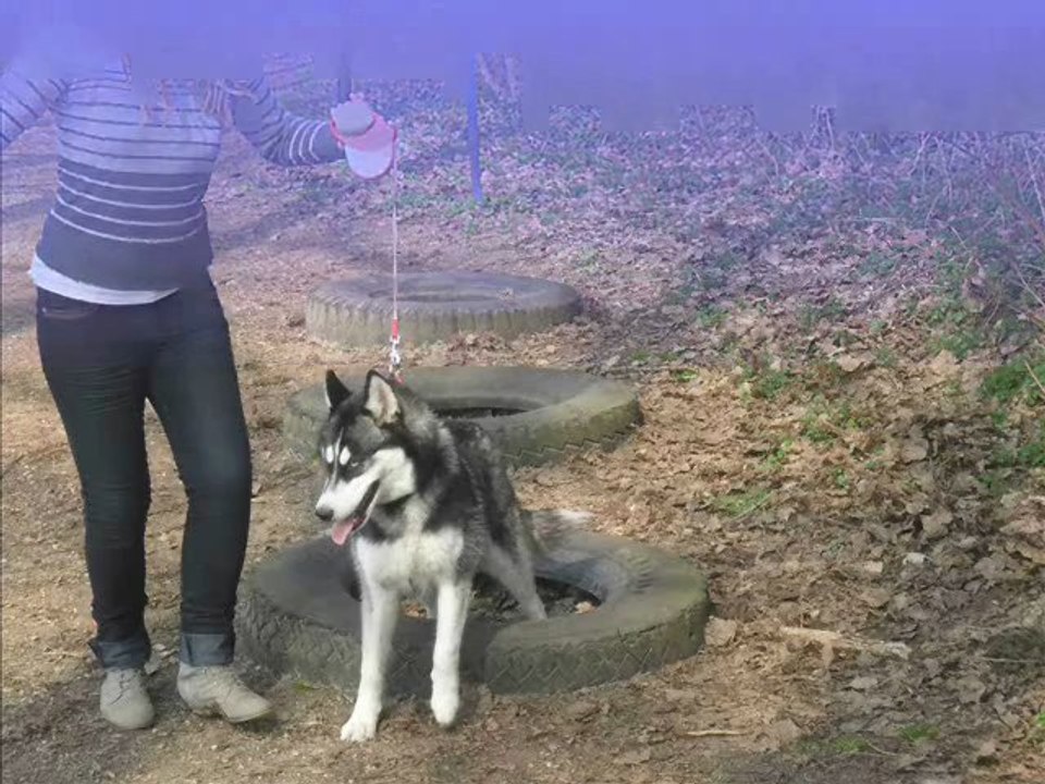 Alaska Park Canin