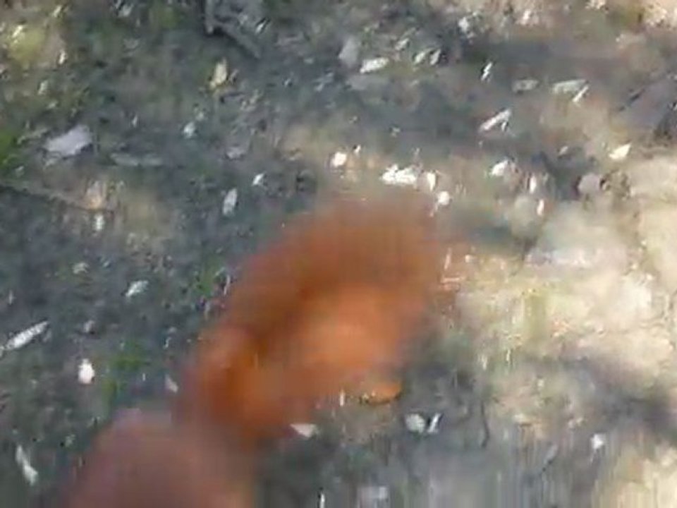 a red squirrel