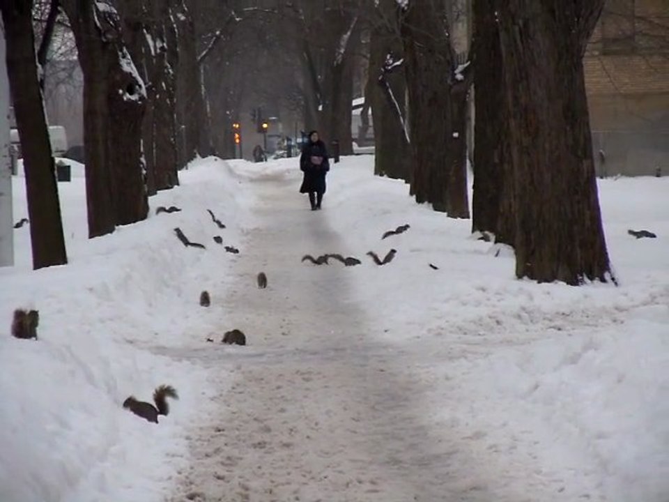 Ecureuils de Montréal (1)