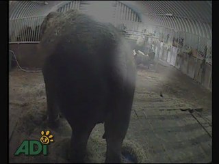 elephant-maltraitance-cirque