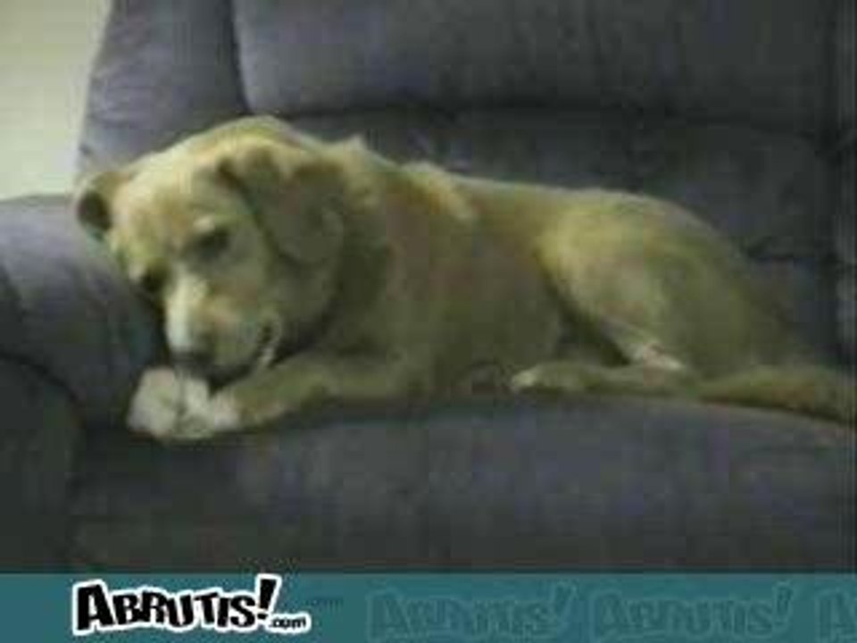 Crazy dog