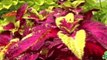 Begonias New Variety Shade Garden & Sun Coleus