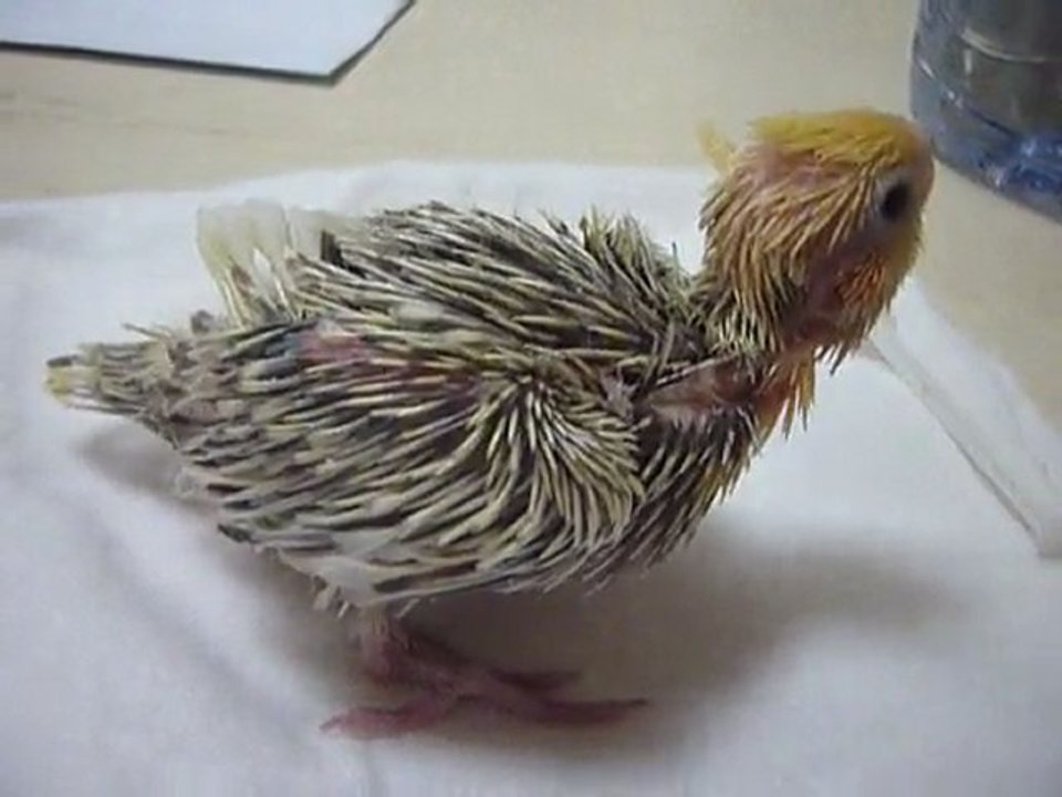 bébé calopsitte ,bradcuik :les bisous de mon papa !!!