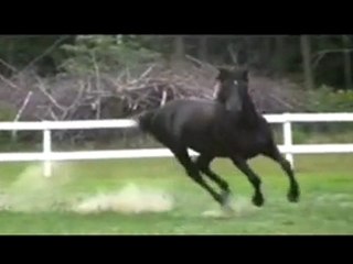 Morgan Horse plays in slow motion