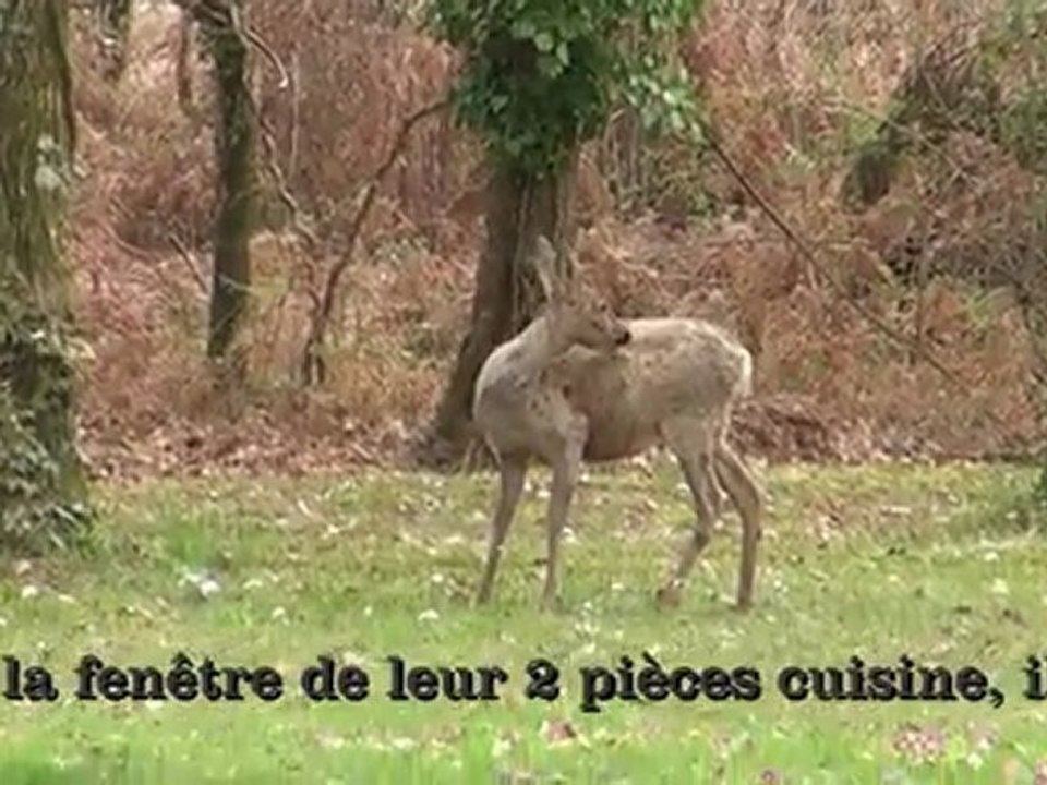 chevreuil terrorisé par un aficionado