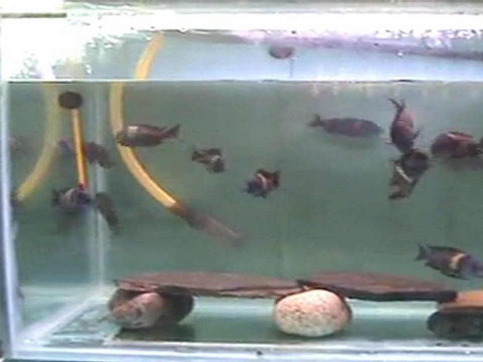 Duboisi Maswa Kolonim