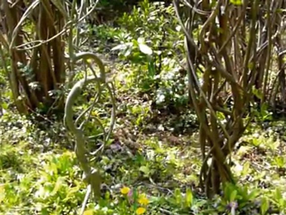 Lundi 28 Mars 2011  Sculptures-Vivantes  & eaux vives