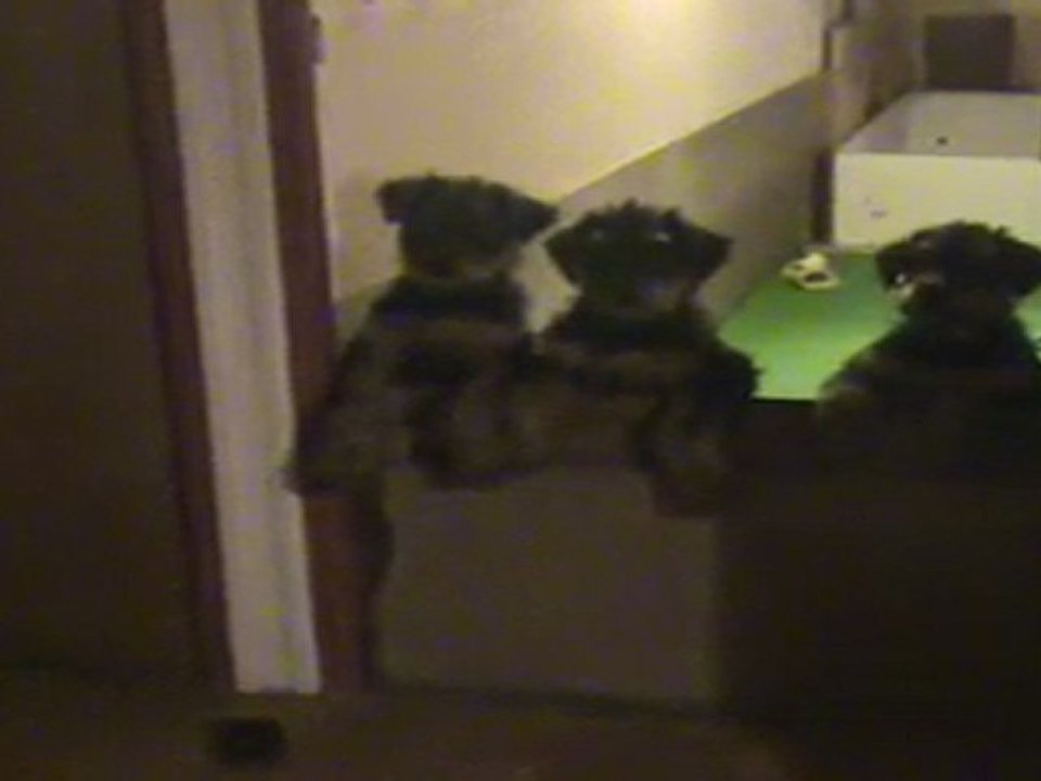 Chiots airedales - les chiots chantent 28-03-2011