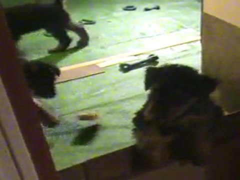 Chiots airedales - les chiots chantent 28-03-2011 (2)