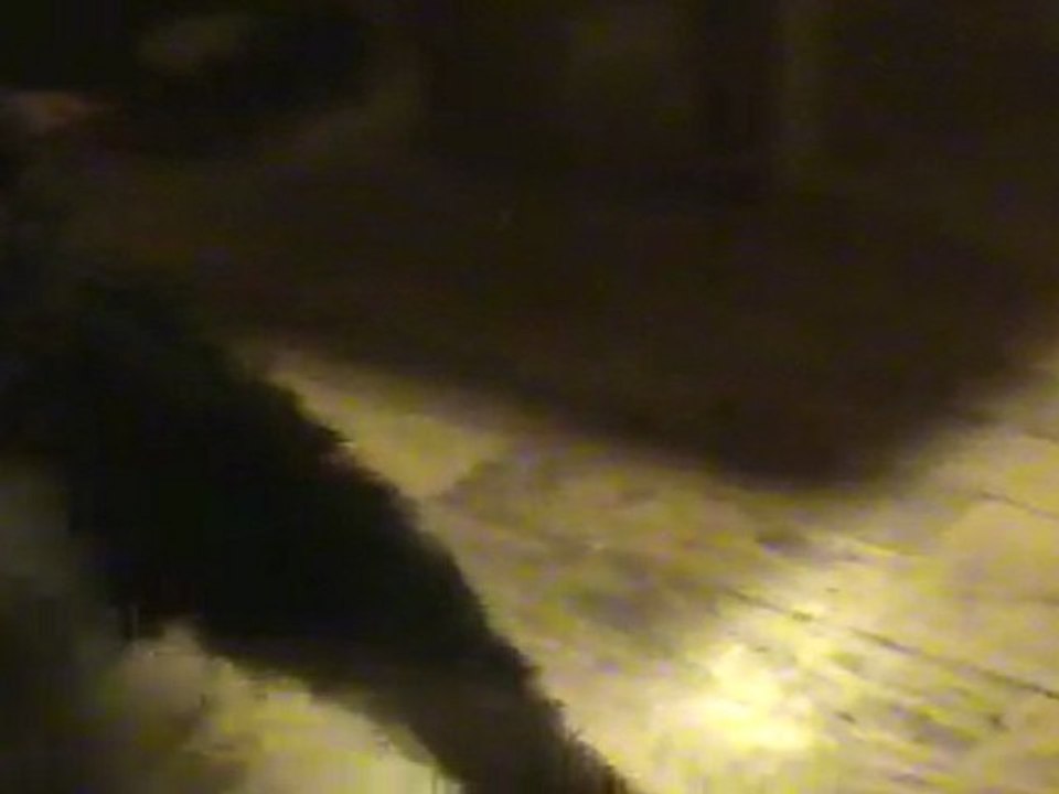 chiot airedale - Galante 28-03-2011